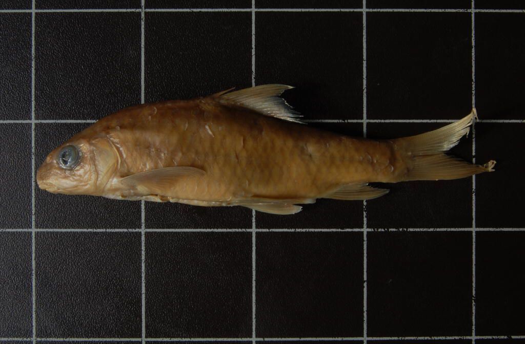 Varicorhinus wittei Banister & Poll, 1973